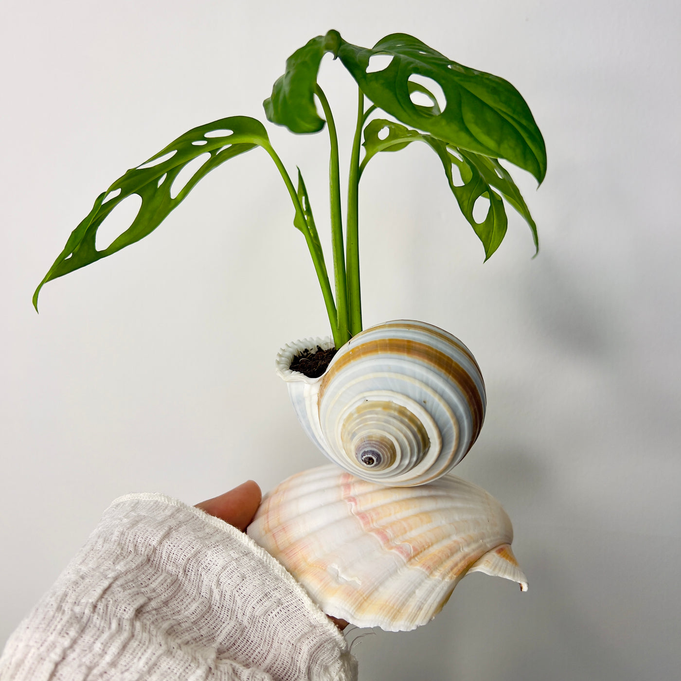 צדפציץ מונסטרה