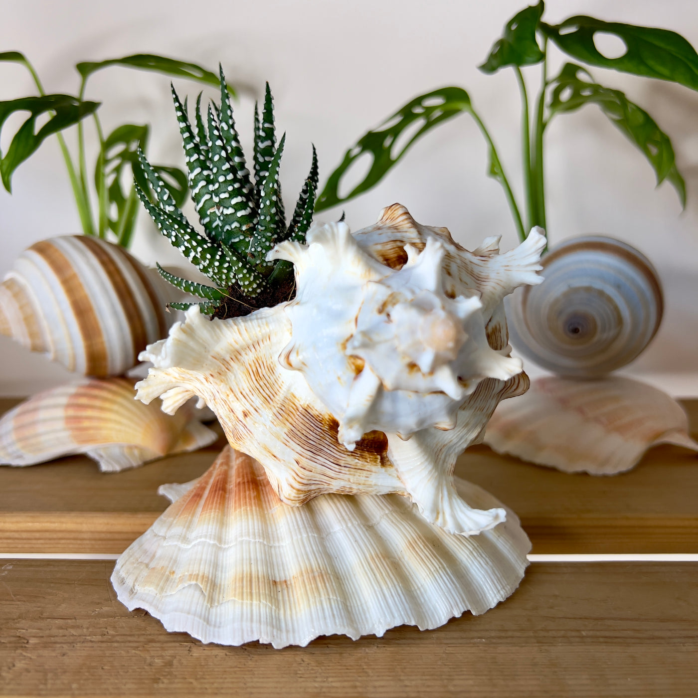 צדפציץ סוקולנט