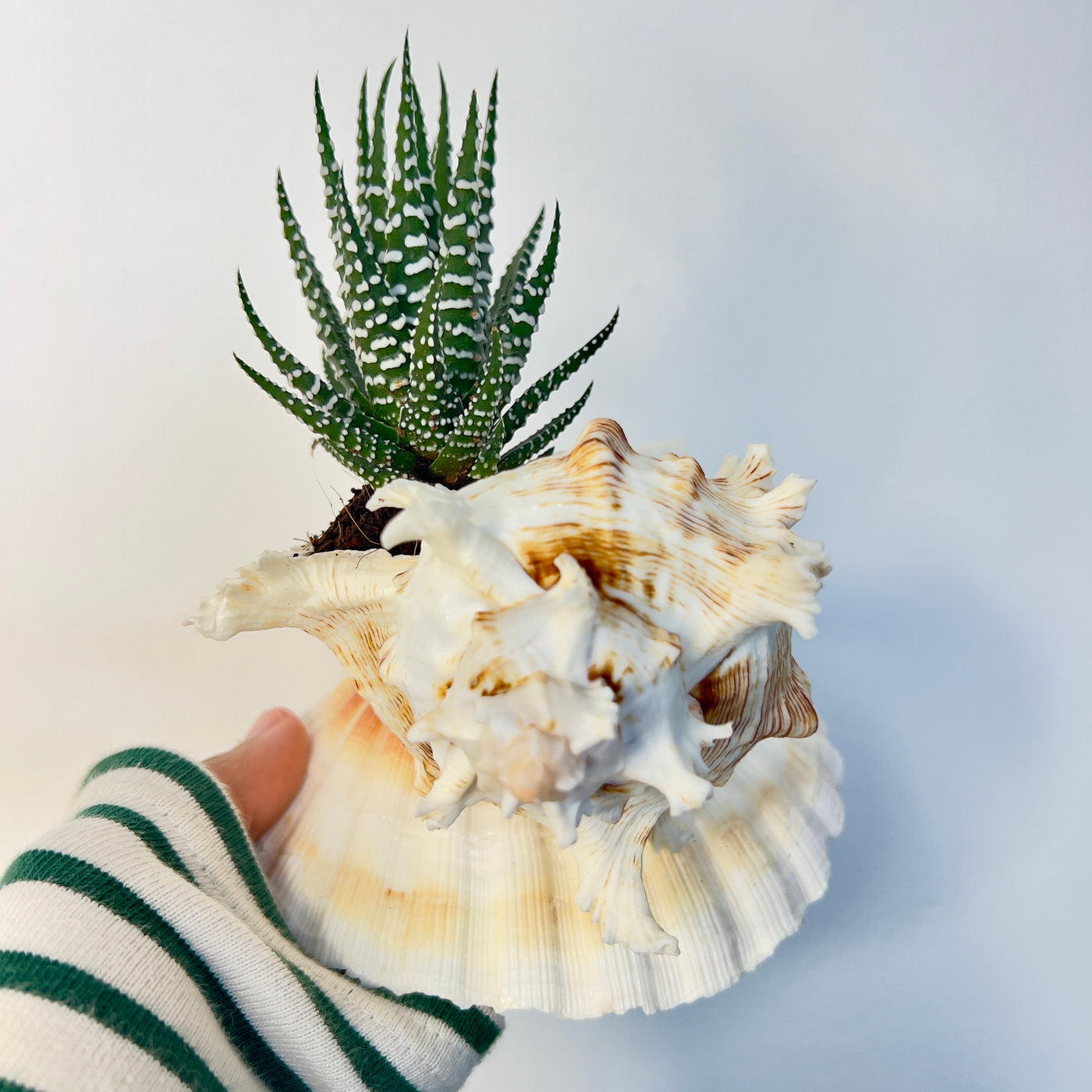 צדפציץ סוקולנט