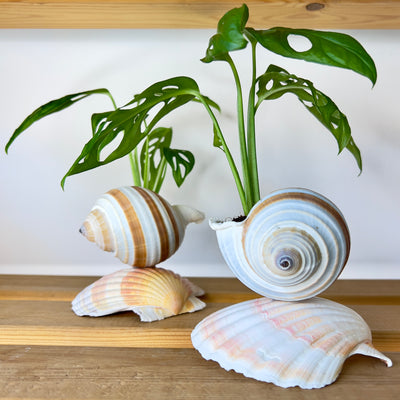 צדפציץ מונסטרה